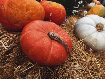 High angle view of pumpkins on field