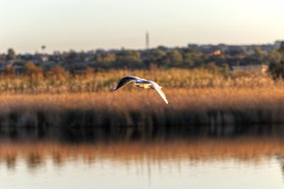 Bird flying over lake