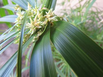 Close-up of fresh green leaves