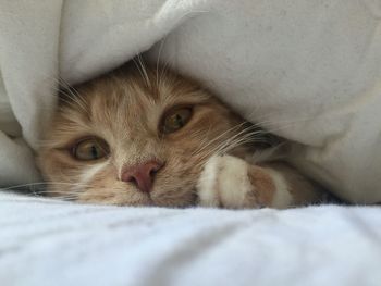 Close-up portrait of cat lying on bed