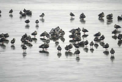 High angle view of birds on ice lake