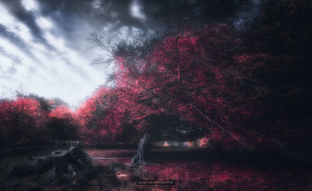 red, sky, tree, no people, cloud - sky, nature, outdoors, close-up, star - space, day