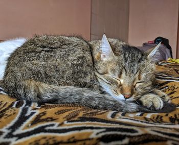 Close-up of cat sleeping on bed