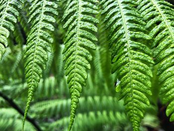 Close-up of plants