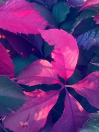 Full frame shot of leaves