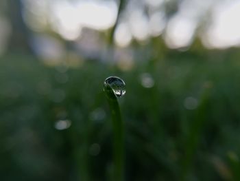 Close-up of water drops on plant