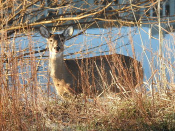 Deer by lake seen through dry grass