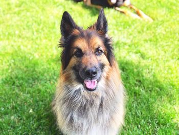 Portrait of a dog on field