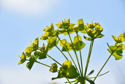 Low angle view of yellow flowers