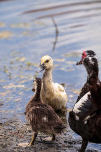 Adolescent juvenile muscovoy duckling cairina moschata before feathers are fully formed in naples