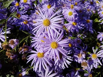Close-up of purple flowers blooming outdoors