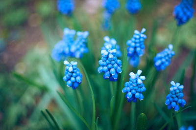 Close-up of blue flowering plant in park