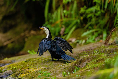 Cormorant on kaituna river