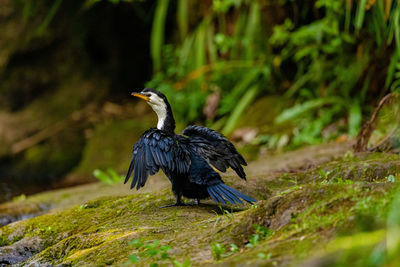 Bird perching on a field