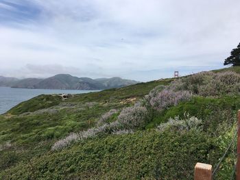 Scenic view of grassy field against sky