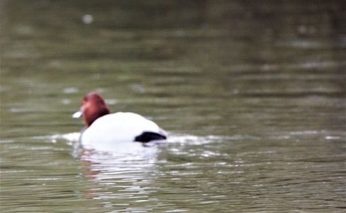 Swan swimming in lake