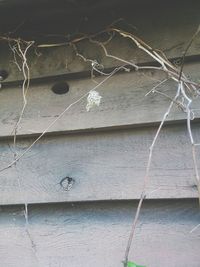 Low angle view of plant hanging on wall