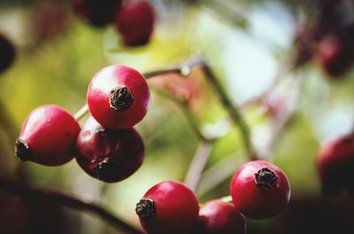 Close-up of red berries on tree