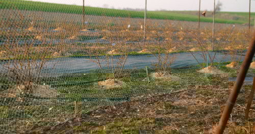 wetland