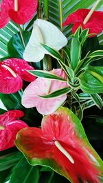 Close-up of red hibiscus blooming outdoors