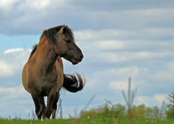 Close-up of horse on field against sky