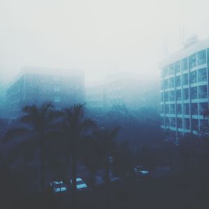 Trees in city against sky during foggy weather