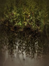 Reflection of trees in lake