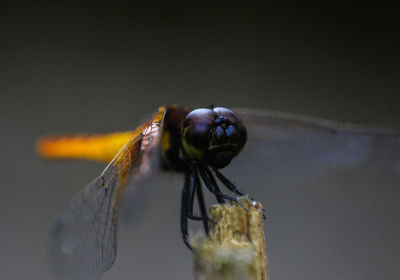 Close-up of insect