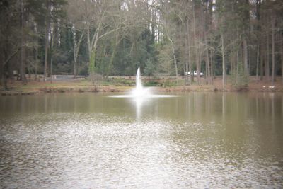 Scenic view of lake in forest