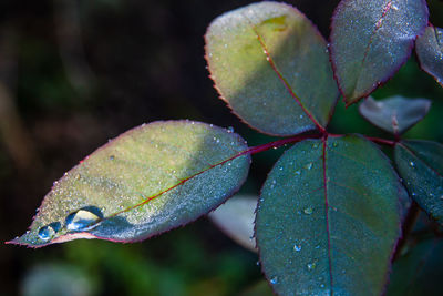 Closeup of dew drops on the rose leaves. poetry concept. new life concept
