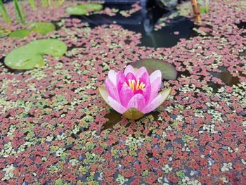 High angle view of pink lotus water lily in pond