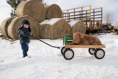 Baby boy pulling highland cattle calf along cart on snow during winter