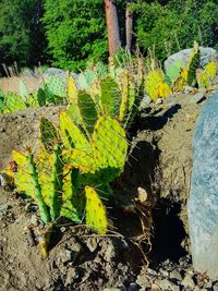 Stream flowing through plants