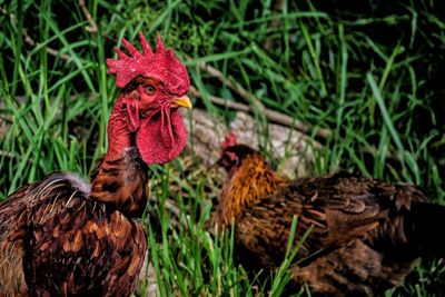 Close-up of rooster on field