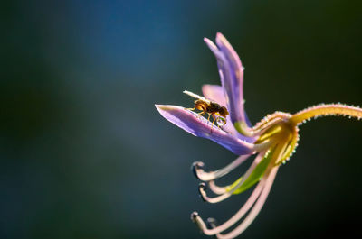 Close-up of insect on purple flower