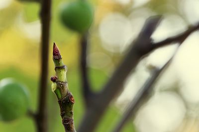 Close-up of plant against blurred background