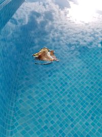 High angle view of leaf floating on swimming pool