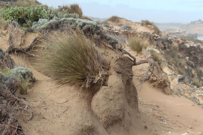 Panoramic view of sand