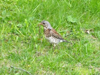 Bird perching on grass