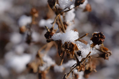 Close-up of dry plant during winter