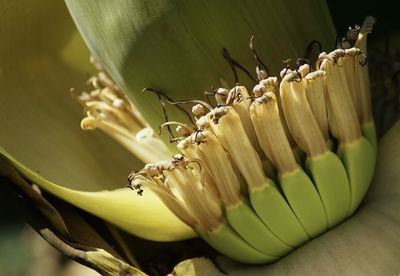 Close-up of insect on flower