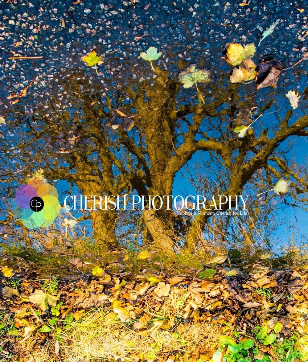 PLANTS GROWING ON TREE