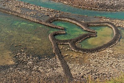 High angle view of starfish on the road