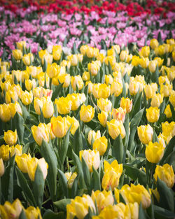 Close-up of yellow tulips on field