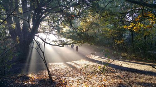 Trees in forest