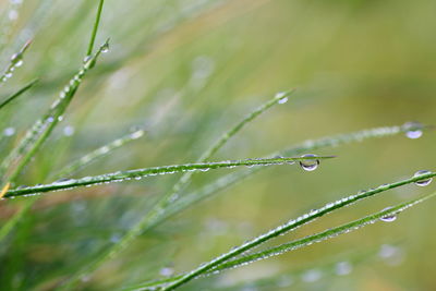 Close-up of water drops on grass during rainy season