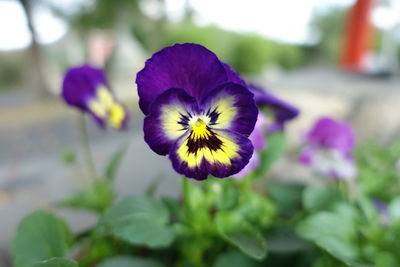 Close-up of purple flowering plant