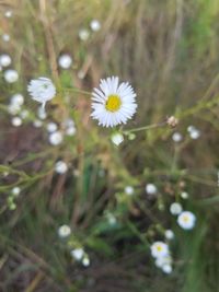 Close-up of white flowers blooming outdoors