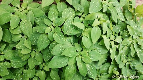 Full frame of water drops on leaf