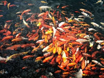 High angle view of koi carps swimming in lake